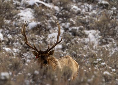 Bull Elk Antlers.jpg