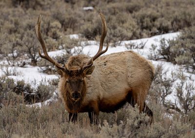 Bull Elk Near Lava Creek Picnic Area.jpg