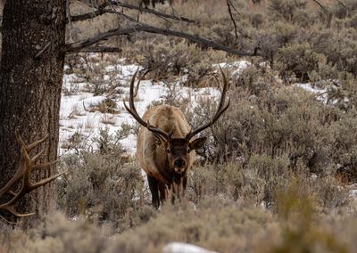 Bull Elk Under the Tree.jpg