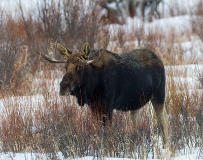 Bull Moose At Pebble Creek.jpg