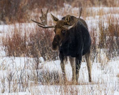 Bull Moose Head On.jpg