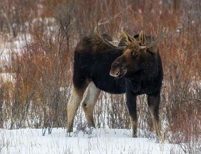 Bull Moose in the Snow.jpg