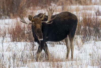 Bull Moose Looking Back.jpg