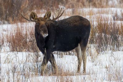 Bull Moose Side in the Snow.jpg