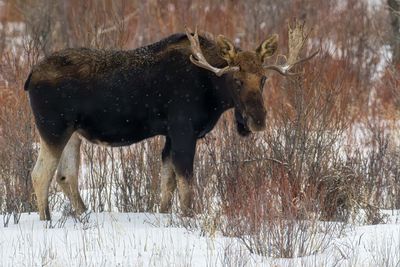 Bull Moose Side On.jpg