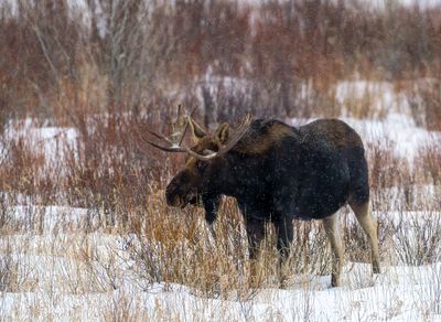 Bull Moose Wandering.jpg