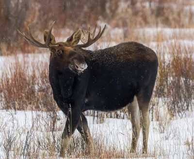 Bull Moose with Snow on the Nose.jpg
