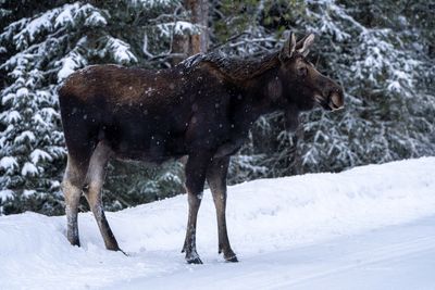 Cow Moose in the Snowstorm.jpg
