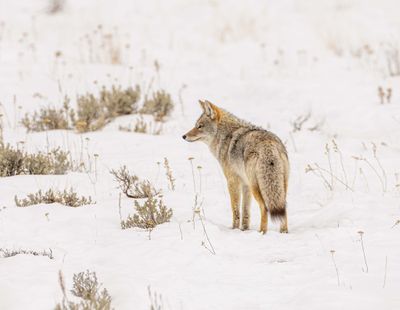 Coyote in the Lamar Valley.jpg