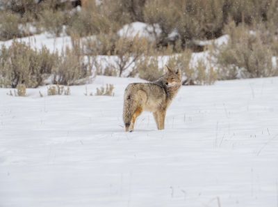 Coyote in the Lamar.jpg