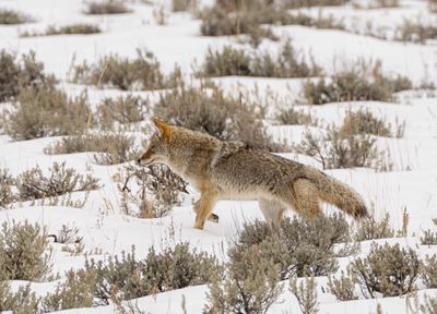 Coyote on the Move.jpg