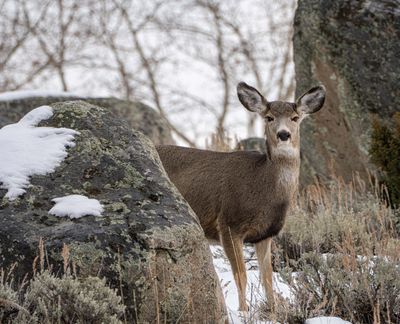 Deer Among the Rocks.jpg