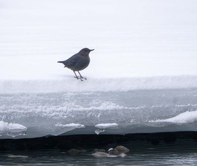 Dipper on the Ice.jpg