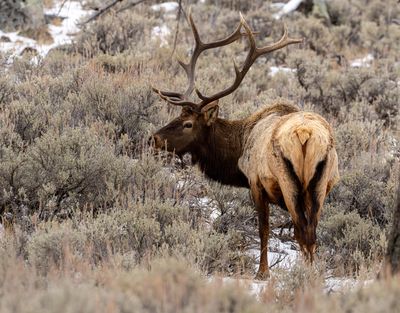 Elk Near Lava Creek.jpg