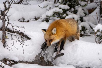 Fox Climbing over a log.jpg