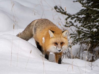 Fox Going Down the Hill.jpg