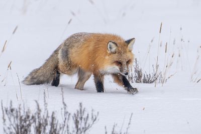 Fox Hunting in a Snowstorm.jpg