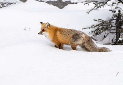 Fox Hunting in the Snow.jpg