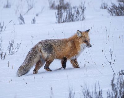 Fox in the Snow.jpg