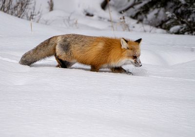 Fox Kicking Up Snow.jpg