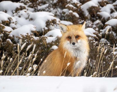 Fox Near Pebble Creek.jpg