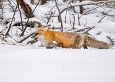 Fox on the Hunt.jpg