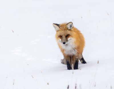 Fox on the lookout.jpg