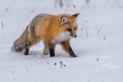 Fox Paws in the Snow.jpg