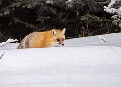 Fox Peaking Over the Snow.jpg