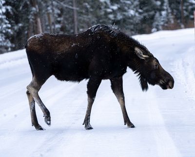 Moose at Silver Gate.jpg