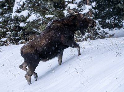 Moose Going Up the Hill.jpg