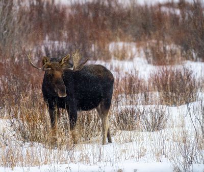 Moose in a Snowstorm.jpg