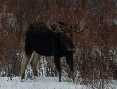 Moose in the snow.jpg