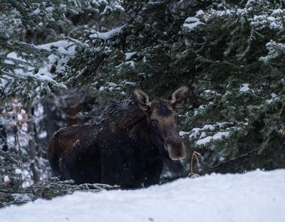 Moose in the Woods.jpg
