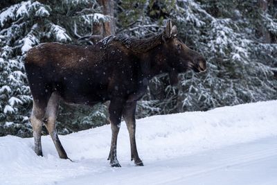 Moose on a Snowy Road.jpg