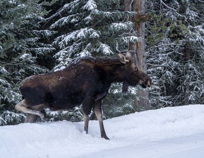 Moose on the roadside.jpg
