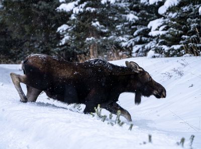 Moose Trudging Through the Snow.jpg