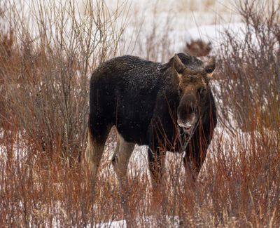 Moose Who Shed His Antlers.jpg