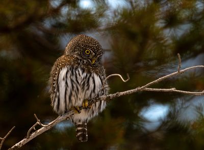 Northern Pygmy Owl Looking for Dinner.jpg