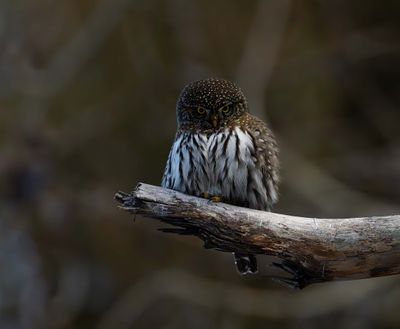 Northern Pygmy Owl on a branch.jpg