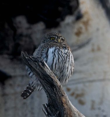 Northern Pygmy Owl on a Tree.jpg