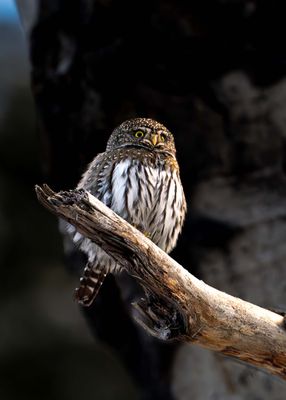 Northern Pygmy Owl Vertical.jpg