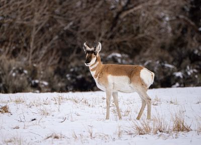 Pronghorn Antelope Looking Out into the Valley.jpg