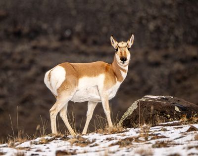 Pronghorn by the Rock.jpg