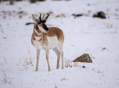 Pronghorn on the Old Yellowstone Road.jpg