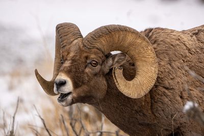 Ram Stretching for a Mouthful.jpg
