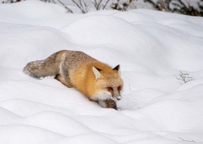 Red Fox Clambering Down the Hill.jpg