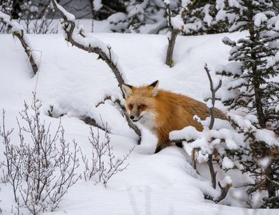 Red Fox Coming Out of the Snow.jpg