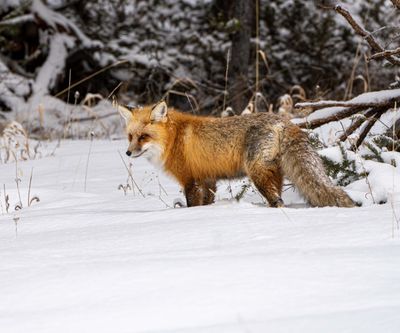 Red Fox Hunting Near Pebble Creek.jpg