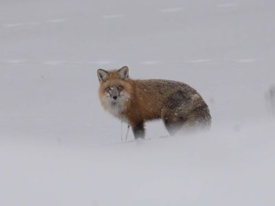 Red Fox in a Snowy Haze.jpg